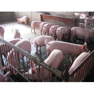 連云港最近仔豬什么價(jià)格,在哪里能買(mǎi)到?_農(nóng)副產(chǎn)品_世界工廠網(wǎng)